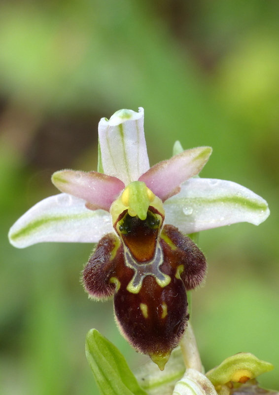 Ophrys sul litorale romano  marzo 2020